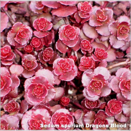 Sedum spurium Dragons Blood