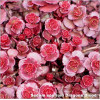 Sedum spurium Dragons Blood