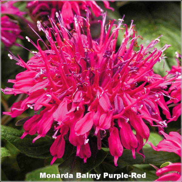 Monarda Balmy Purple-Red