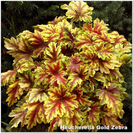 Heucherella Gold Zebra