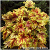 Heucherella Gold Zebra