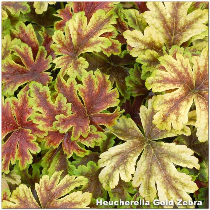 Heucherella Gold Zebra