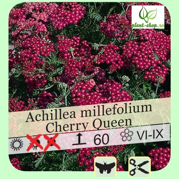 Achillea millefolium "Cherry Queen"