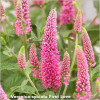 Veronica longifolia First Love
