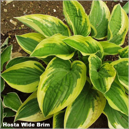 Hosta Wide Brim