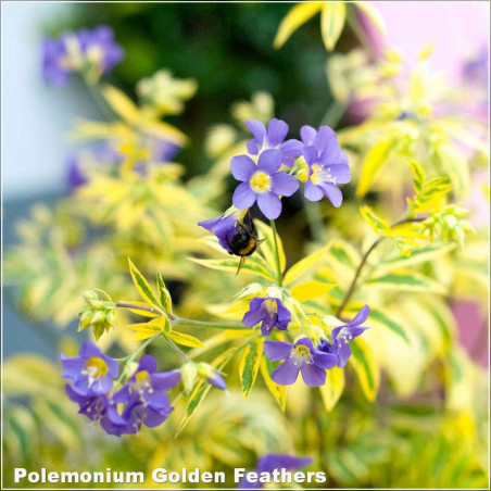 Polemonium Golden Feathers