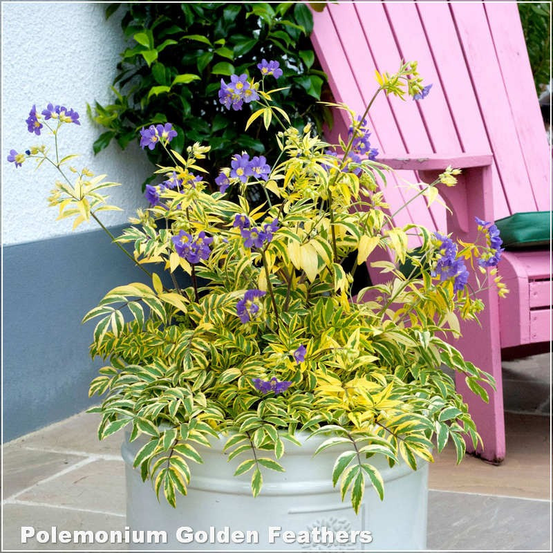 Polemonium Golden Feathers