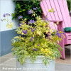 Polemonium Golden Feathers