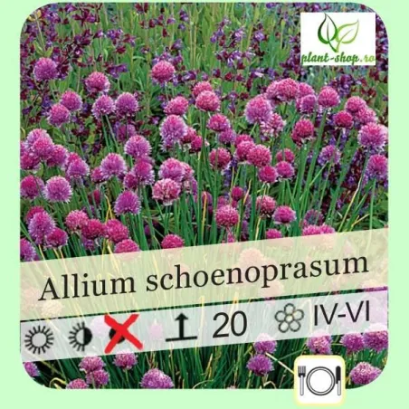 Allium schoenoprasum
