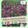 Ceapa de tuns (Allium schoenoprasum) G-9