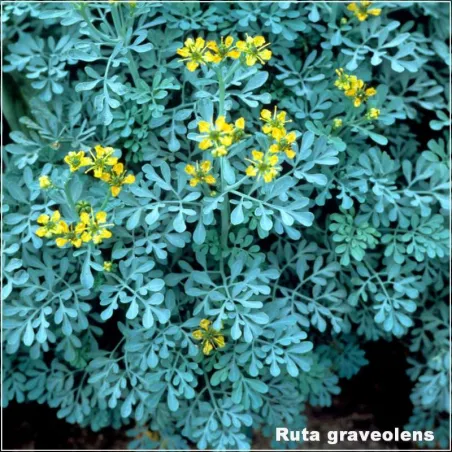 Ruta graveolens