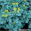 Ruta graveolens