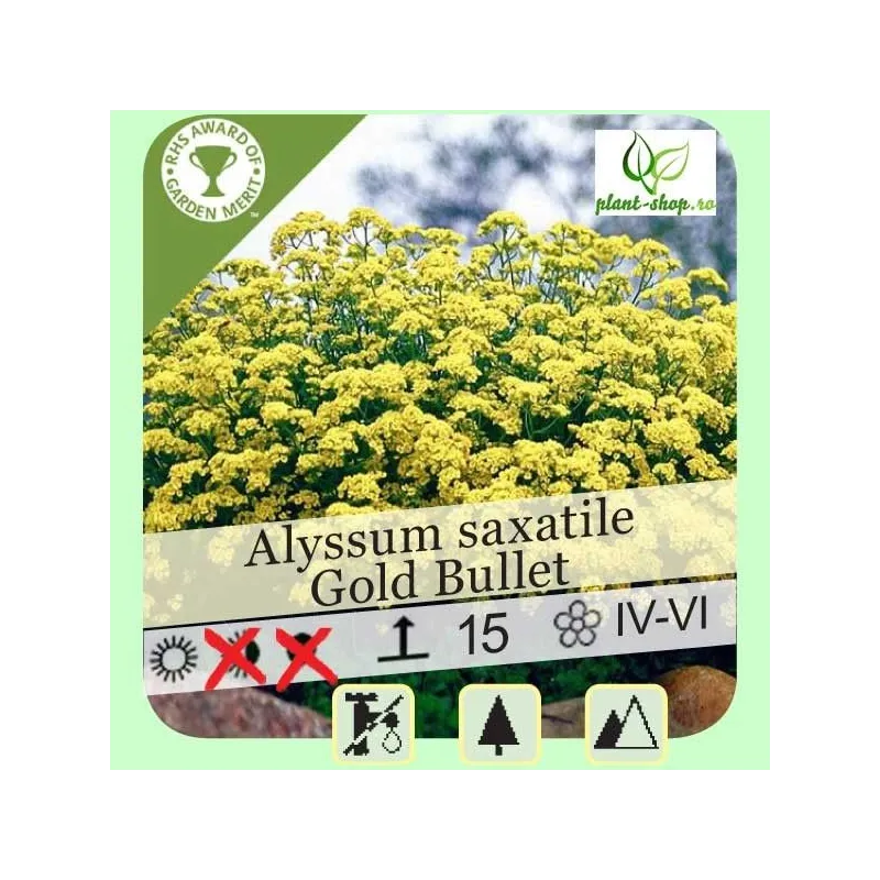 Alyssum saxatile compactum "Gold Bullet"