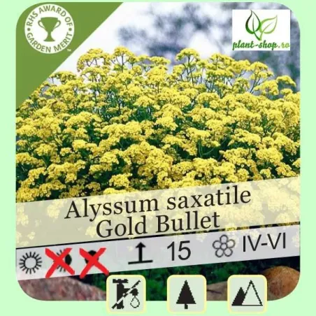 Alyssum saxatile compactum "Gold Bullet"