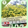 Alyssum saxatile Gold Bullet G-9