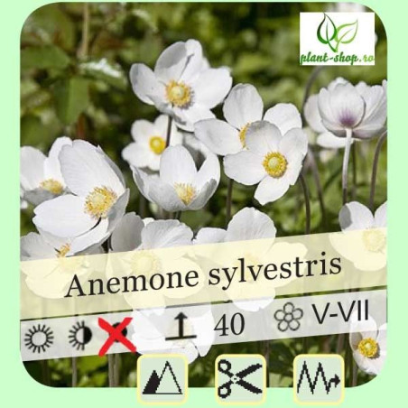 Anemone sylvestris