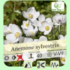 Anemone sylvestris