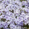 Phlox subulata Spring Blue