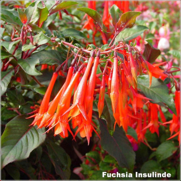 Fuchsia Insulinde