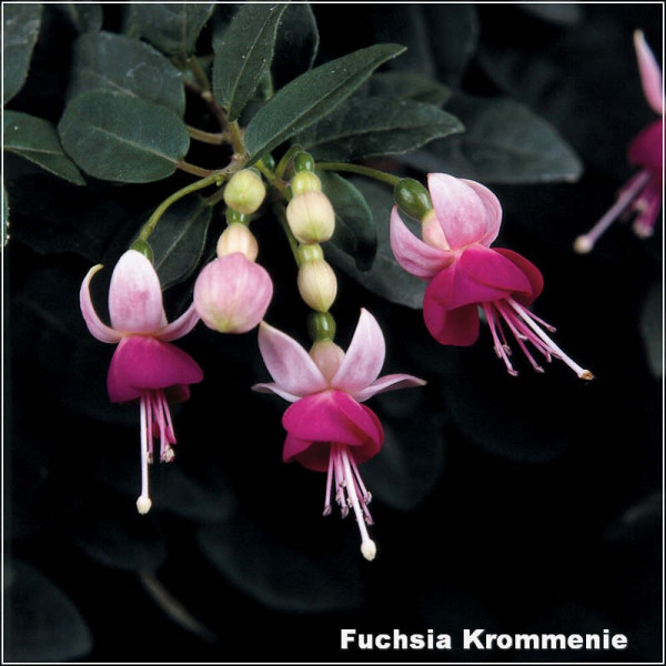Fuchsia Krommenie