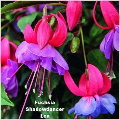 Fuchsia Shadow Dancer Lea