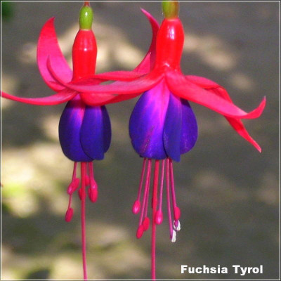Fuchsia Tyrol