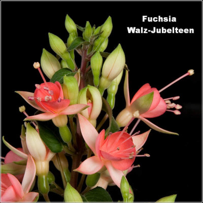Fuchsia Walz Jubelteen
