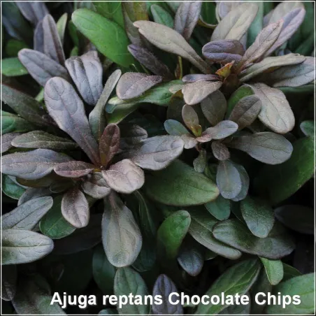 Ajuga reptans Chocolate Chips
