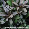 Ajuga reptans Chocolate Chips