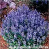 Ajuga Chocolate Chips