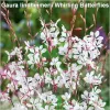 Gaura Whirling Butterflies G-9