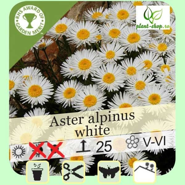Aster alpinus "White"