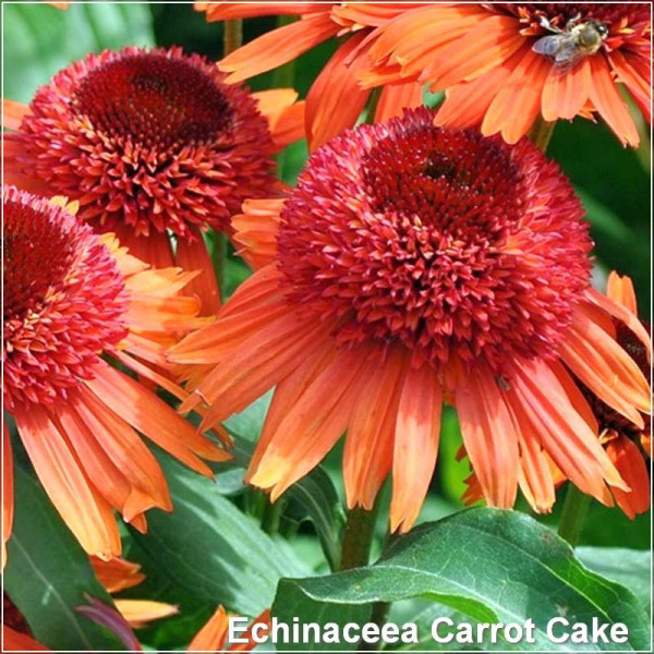 Echinaceea Carrot Cake