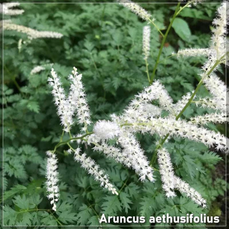 Aruncus aethusifolius