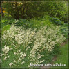 Aruncus aethusifolius