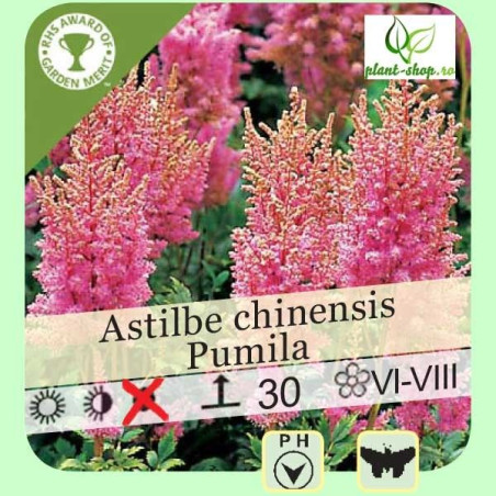 Astilbe chinensis "Pumila"
