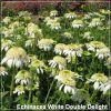 Echinacea White Double Delight