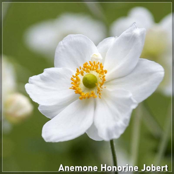 Anemone Honorine Jobert