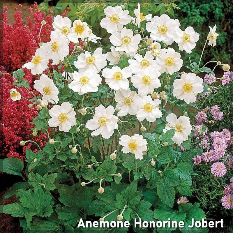 Anemone japonica Honorine Jobert
