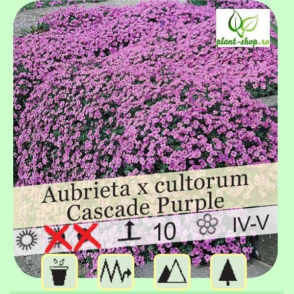 Aubrieta x cultorum "Cascade Purple"