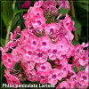 Phlox paniculata Larissa