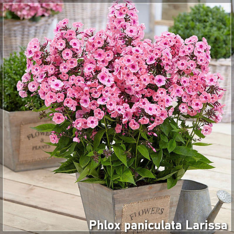 Phlox paniculata Larissa