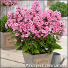 Phlox paniculata Larissa