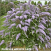 Buddleja davidii Wisteria Lane