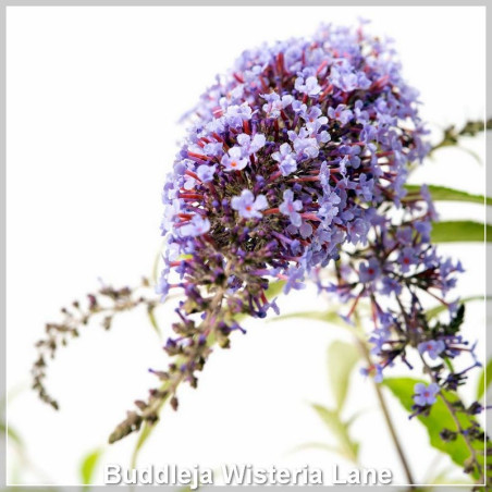 Buddleja Wisteria Lane