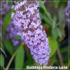 Buddleja Wisteria Lane