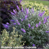 Buddleja davidii Lavender Cupcake