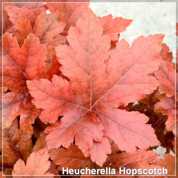 Heucherella Hopscotch