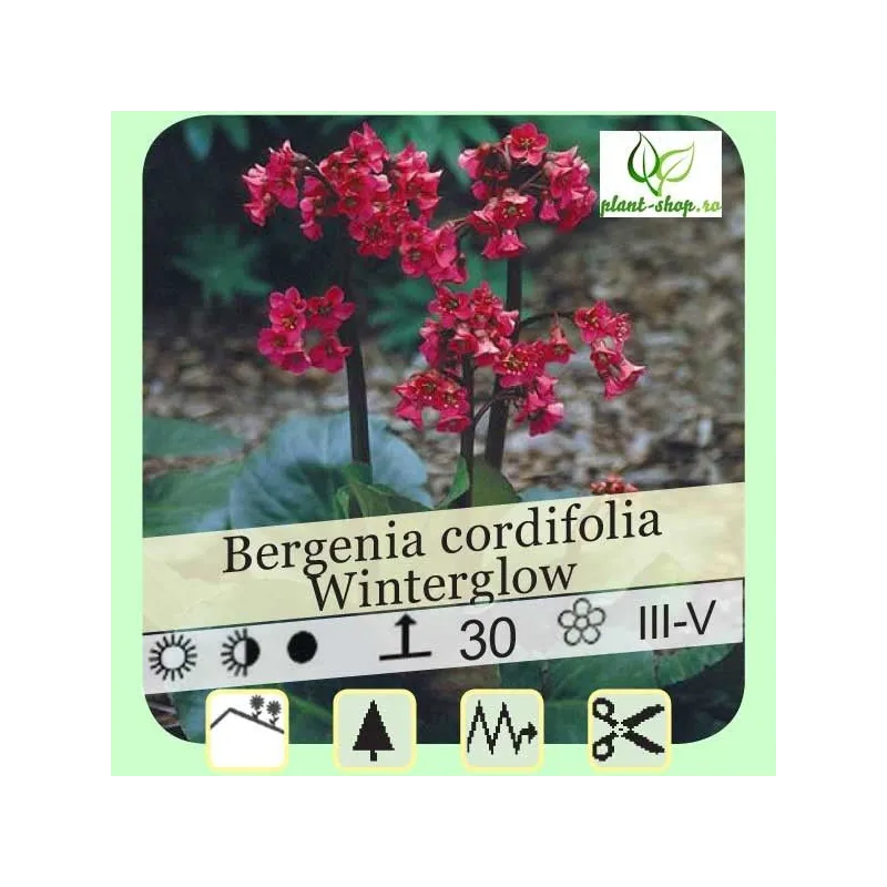 Bergenia cordifolia "Winterglow"