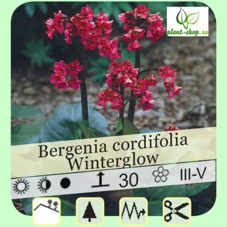 Bergenia cordifolia "Winterglow"